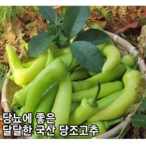 [국내산/국산] 당뇨에 좋은 당조고추 1kg 2kg 당조 고추 싱싱한 혈당조절 당뇨 당고추 당초 당조절 아삭이 아삭고추 아삭 당 혈당 혈당조절 혈당고추 안매운고추