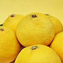 제주 황금향 선물용 가정용, 선물용 중대과 3kg 5-15과, 1개