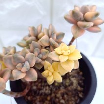 살구미인금 다육이 살구 물들은 다육 식물 랜덤발송5금3-130, 단품, 1개