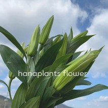 (특가이벤트) 생화 화이트 백합 한단 온라인꽃도매 농장 직송 택배 (도착예정일은 따로 문의)