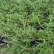 행복한꽃순이 허브 로즈마리 (소품)