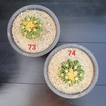꽃다리 금호선인장 73~74번 다육식물 선인장 아이만 배송, 74