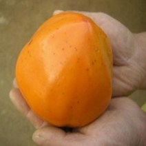 감나무/야오끼/결실주/묘목/d1035