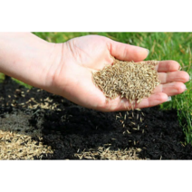 천연 양잔디 혼합씨앗 1kg/10kg/20kg 양잔디 3종 혼합종자 법면녹화 토사유출방지 미국정품, 10개