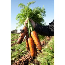 (주)엠알케이푸드 물 한방울도 넣지 않은 순수 착즙주스! 아임제주 당근즙 120g, 엠알케이 제주당근100 120g x 20