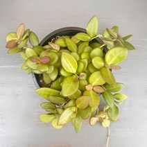 가꾸다 호야 부토니에 hoya burtoniae(통통한 잎고 물드는 모습이 이쁜아이~) 행잉플랜트 공중식물 공기정화식물, 1개