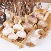 충남 서산 전병호님의 난지형 햇 통마늘 3kg (대), 단품
