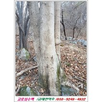 고로쇠수액 오리지널 수백년 첫 천공 1말 30만(택비무료), 3, 1.5리터
