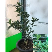금강원예 오렌지레몬나무 &레몬나무&유주나무&낑깡나무 열매가 있어용!!, 4.낑깡나무(금귤나무)