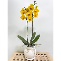 퀵 배송 교대승진난 성남꽃배달 문정승진화분 양재난배달 수서꽃배달 강남축하화분 구의축하화분 강동축하화분 개업축 사무실오픈축하난 서울승진화분 서초승진난 문정난배달 영전 개업 승진, 1.화이트