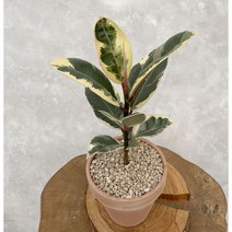 수채화 루비 고무나무 키우기 쉬운 멋스런 실내 화초 식물 카페 인테리어 공기정화, 수채화고무나무, 기본플라스틱화분