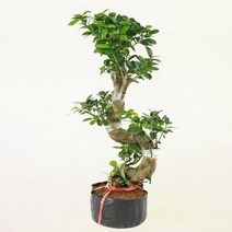 팡팡플랜트대성식물 가지마루 대만 고무나무 펜다 팬더 공기정화 개업 축하 집들이 선물 화분