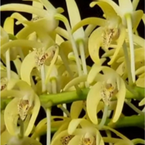 대명석곡 특 대품 핀상태 [이연숙TV꽃배달 ]