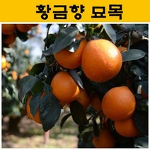 황금향 묘목 3년생 JJ12