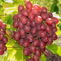 포도나무 묘목 붉은샤인머스켓 홍주씨들리스 삽목1년생 뿌리 특묘 3개