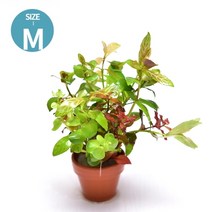 초보자도 키우기 쉬운 어항장식 포트수초 200종 모음, 177번) 미니포트 모듬수초 M