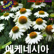 (희귀씨앗) 에키네시아 흰색 10립, 1세트