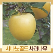 사과나무 묘목 시나노골드 R3cm 결실주(분) 1개