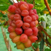 경산 고당도 햇 루비로망 캔디포도 마이하트포도 2kg (2-4수), 1박스
