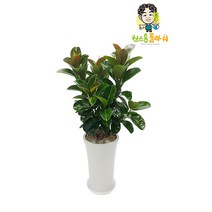 고무나무 관엽 집들이 개업 승진 축하화분 인테리어화분, 관엽 - 고무나무(실속형), 읍/면/리 단위 지역(배송비 2만원 추가)