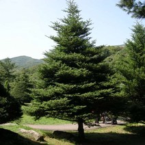 구상나무 수고100cm 나무 D401