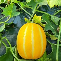 엄마미 고당도 햇 성주 꿀 참외 당도선별 산지직송 3kg 5kg 10kg, 소과, 1개