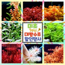 [미초1주년 이벤트] 대량 수초 이벤트! 미초 페스타 / 초보자 수초 / 수초 세트 / 구피 수초 / 치어 수초, 22 미니 옐로우 오란다 (18촉)