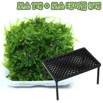 [천삼백케이] [미미네아쿠아] 무결점 미니삼각 모스+플라스틱 테이블 3개 세트, 단품