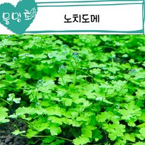 [물멍초] 넝쿨처럼 자라는 크로버를 닮은 수초 노치도메 4촉