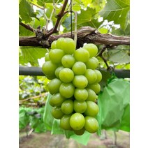 찬인입장 수출용 샤인머스켓 2kf 3수 산지배송 고당도 샤인머스켓, 1개