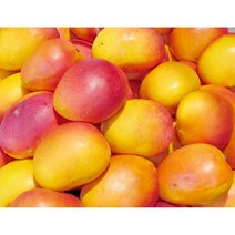 무지개망고 망고 마하차녹 2kg 4kg 프리미엄 고당도 태국 망고 맛도 빛깔도 최고급 망고 과일 망고 비타민 과일 망고