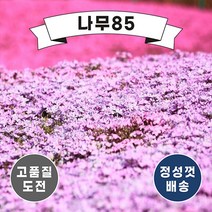 (나무85) 꽃잔디 포트 5종 시리즈, 4. 꽃잔디 에메랄드 포트 (10주묶음), 1개