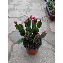 개발선인장/빨강