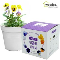 우리가스토리 미니화분키우기 꽃 화초 공기정화식물 새싹 허브 텃밭 화분 상추재배 새싹키우기, 1팩, 꽃집사_비올라