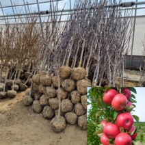 [모든원예조경] 기둥사과나무 묘목 (결실주) 분묘 R3 미니사과, 1개