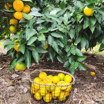 23년 햇 노지감귤 제주직송 올탑농원 4.5kg/9kg (실중량), 1박스, 햇 노지감귤 4.5kg 소과