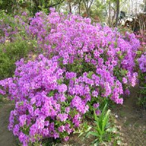 묘목 산철쭉 키 30cm (5주) G0855