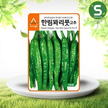 솔림텃밭몰 아시아종묘 고추씨앗 700립 한림꽈리풋고추 다수확 풋고추씨앗