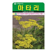 SN월드 야생화 씨앗 꽃씨앗 모음, 야생화 - 마타리(1500립)