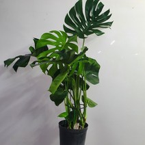 완전묵은둥이 몬스테라델리시오사 대품 65~90cm 449
