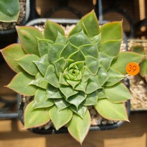 다육이 돌기롱기시마39