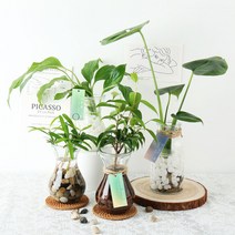 갑조네 세척식물 수경재배 DIY 세트 실내공기정화식물 천연가습기 몬스테라 개운죽 테이블야자 스파티필름, 11.몬스테라, 유리병+흰돌+수경키트