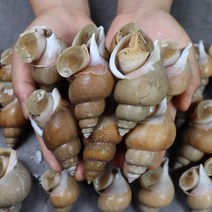 동해안 포항 제철 백고동 백골뱅이 백고동 1kg 생물 급냉, 생물 백고동 1kg 왕특 10미내외