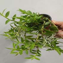 행복한꽃순이 로드계시