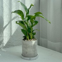 스파티필름 소형 집들이 선물 실내 공기정화식물 집에서키우기쉬운식물 화분set, 시멘트