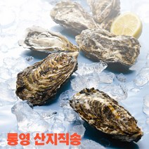 [산지직송] 남해안 통영 석화 통굴 3kg, 1개