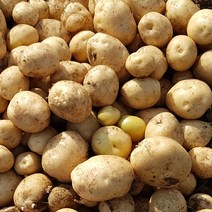 수미감자 5kg 대, 단품