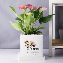 [캘리그라피 메세지화분-중형 정사각] 꽃보다 OOO, 금전수