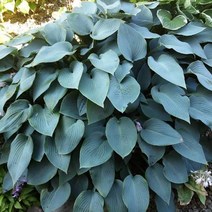 우리화훼종묘 호스타 숙근-블루 카뎃, 1개