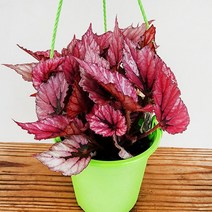 꽃나무팜 베고니아 sp 중소품 걸이분 렉스 희귀 인테리어식물 한개금액입니다